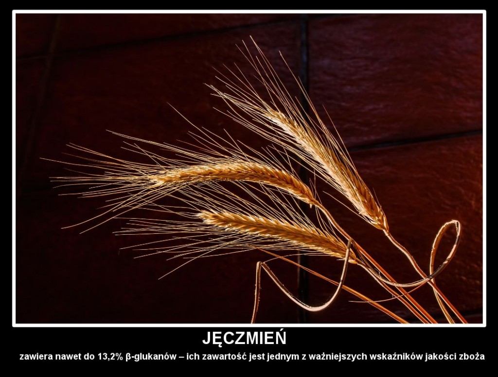 z-113-jeczmien